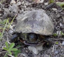 La Cistude d'Europe, la seule tortue d'eau douce endémique de nos étangs et rivières picto-charentais